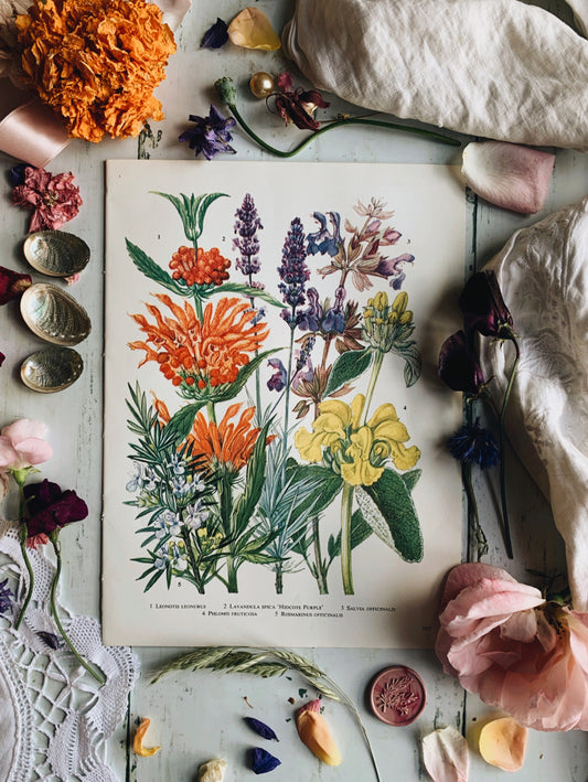 Vintage 1960’s Floral Bookplate ~ lavender