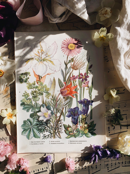 Custom Order Vintage Bookplates
