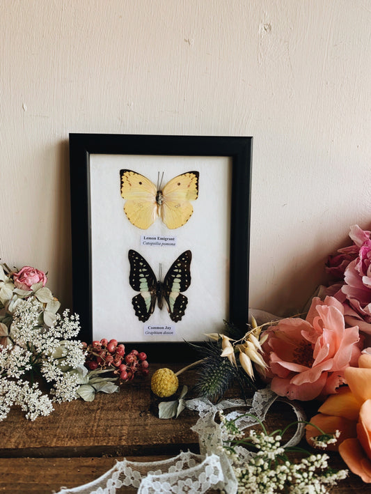 Two Taxidermy Butterflies ( Lemon & Jay)