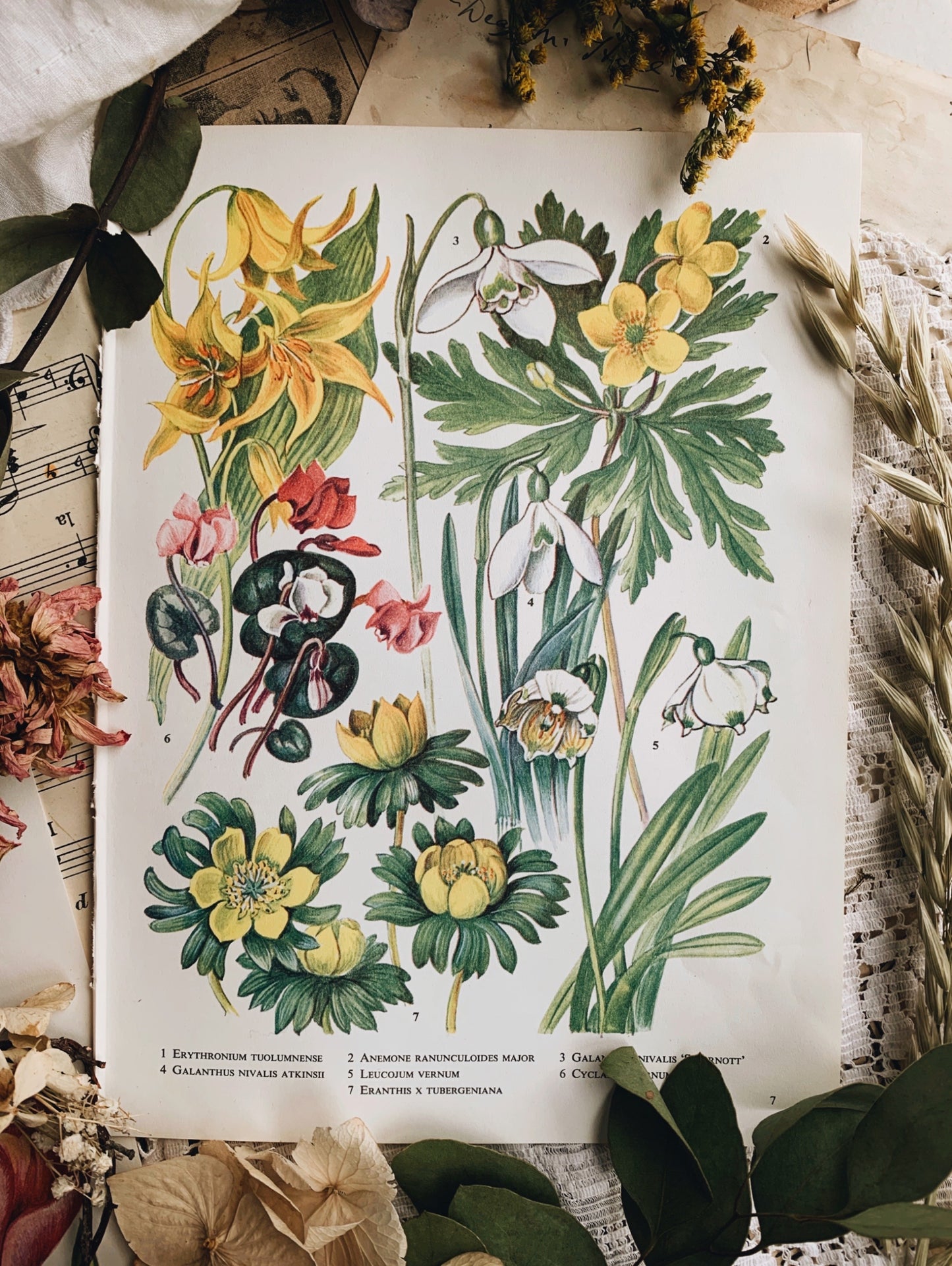 Vintage 1960’s Floral Bookplate ~ Snowdrops
