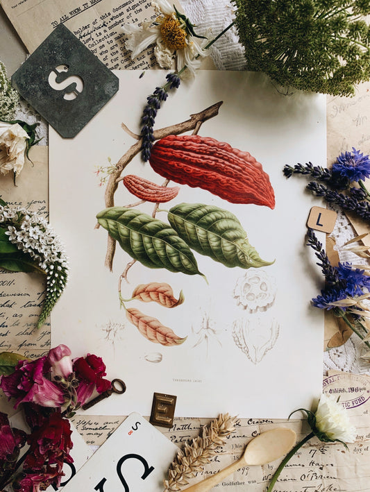 Vintage Style Botanic Print