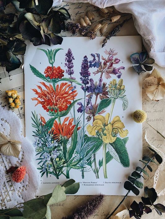 Vintage 1960’s Floral Bookplate ~ Hidcote purple
