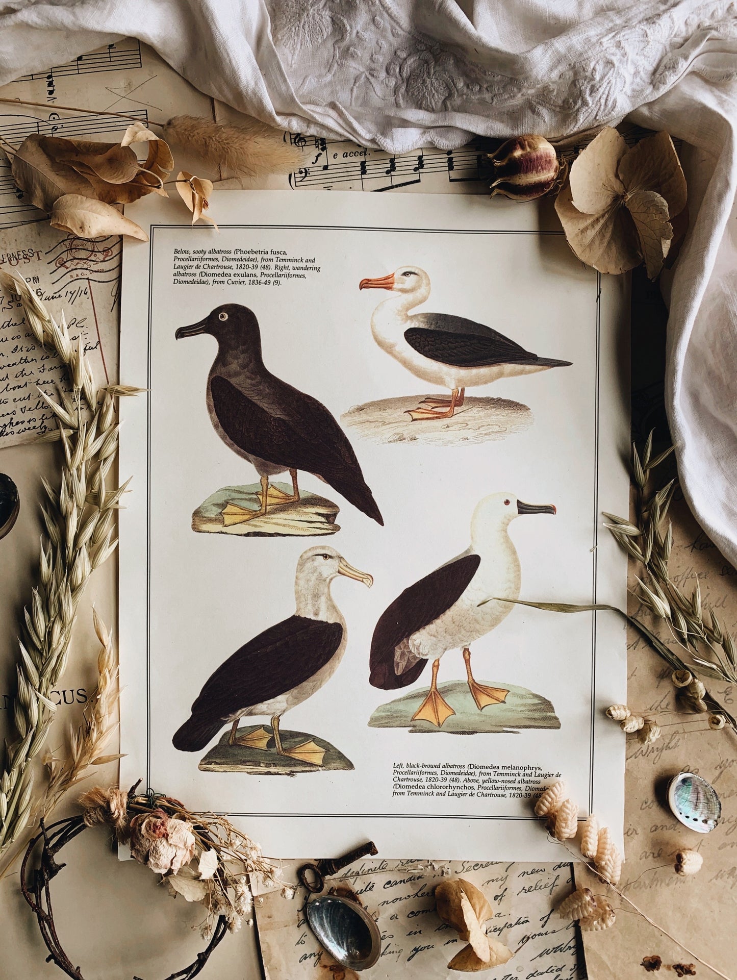 Vintage Albatross Bird Illustration