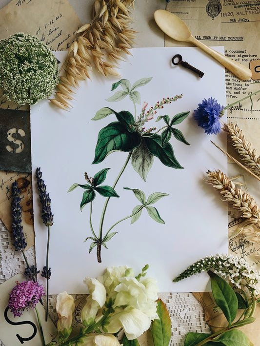 Vintage Style Botanic Print