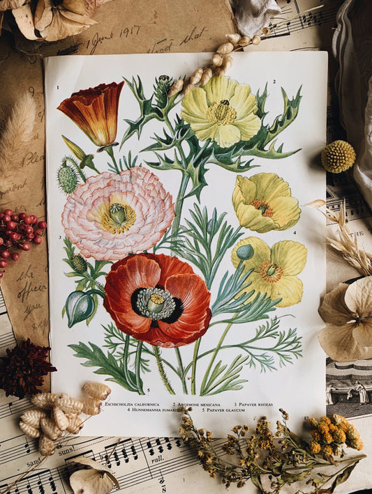 Vintage 1960’s Floral Bookplate ~ poppy