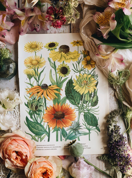 Vintage 1960’s Garden Flower Bookplate ~ coreopsis