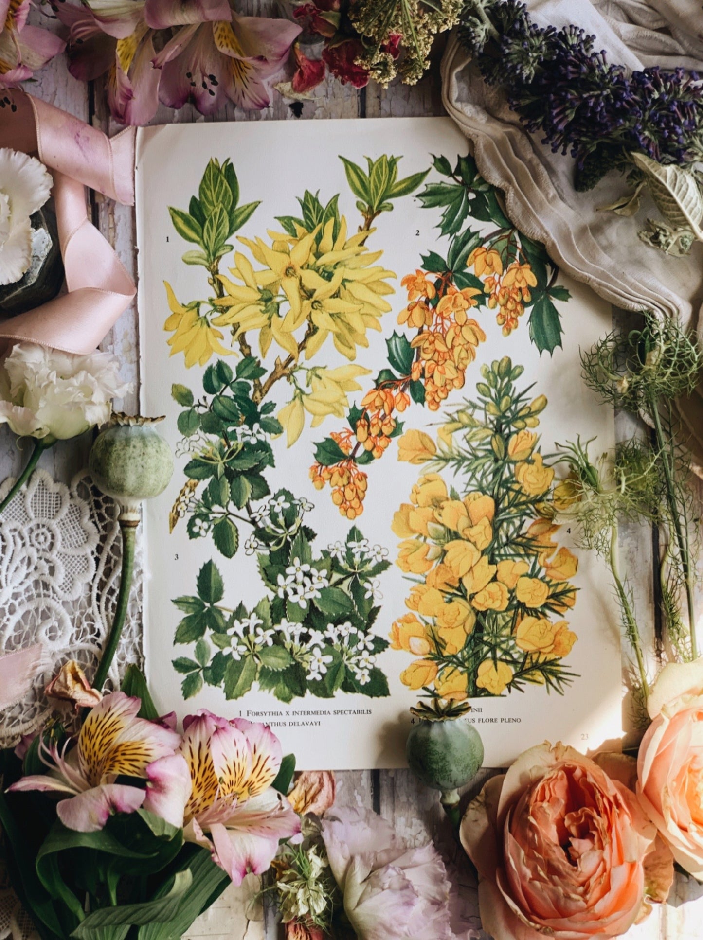Vintage 1960’s Garden Flower Bookplate ~ berberis