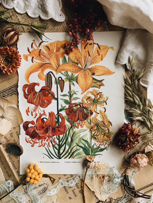 Vintage 1960’s Floral Bookplate ~ Lily