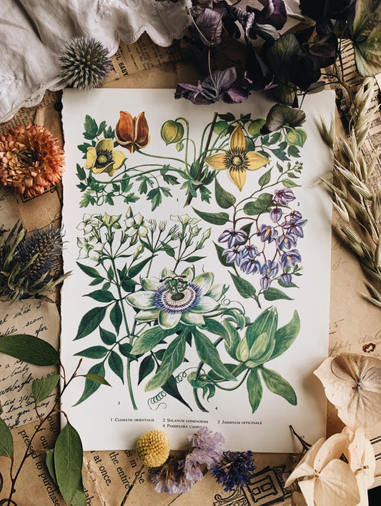 Vintage 1960’s Garden Flower Bookplate ~ passiflora