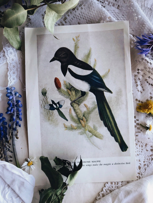 Vintage 1960s Bird Bookplates (sold separately) - Stone & Sage 