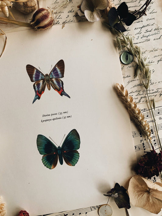 Vintage 1965 Lithograph Butterfly Print