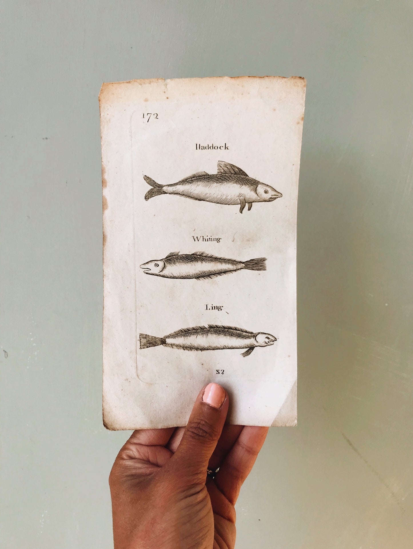 Antique Fish Etching Bookplate