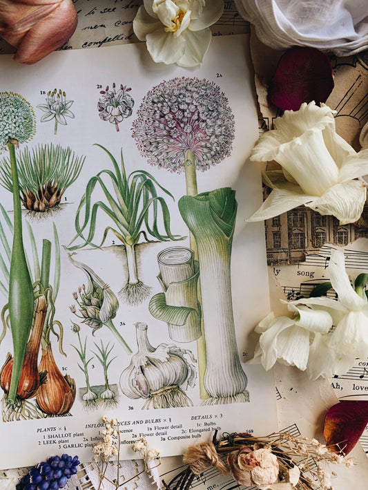 Vintage 1960’s Garden Vegetable Bookplate ~ leeks & garlic