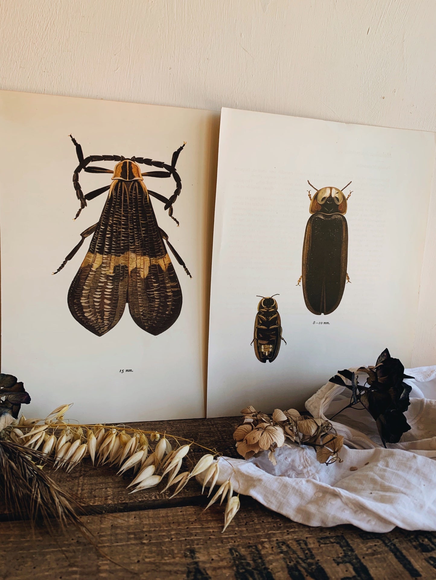 Antique Beetle Collection (set 2) Illustration Bookplates
