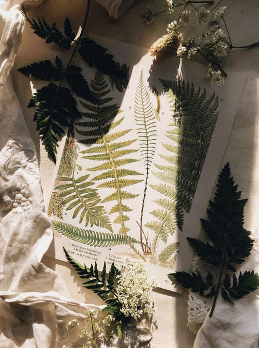 Vintage Ferns Bookplate