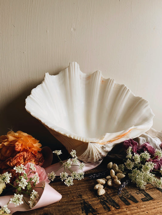 Antique Large Pearl Clam Shell (UK SHIPPING ONLY)