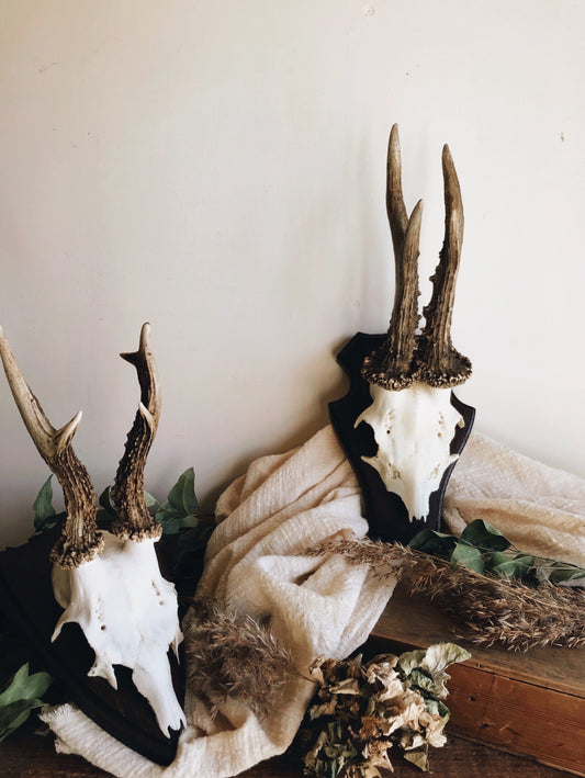 Vintage Taxidermy Roe Deer Buck amounted - Stone & Sage 