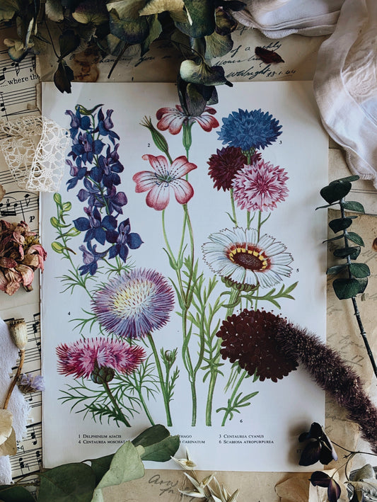 Vintage 1960’s Floral Bookplate ~ Scabiosa