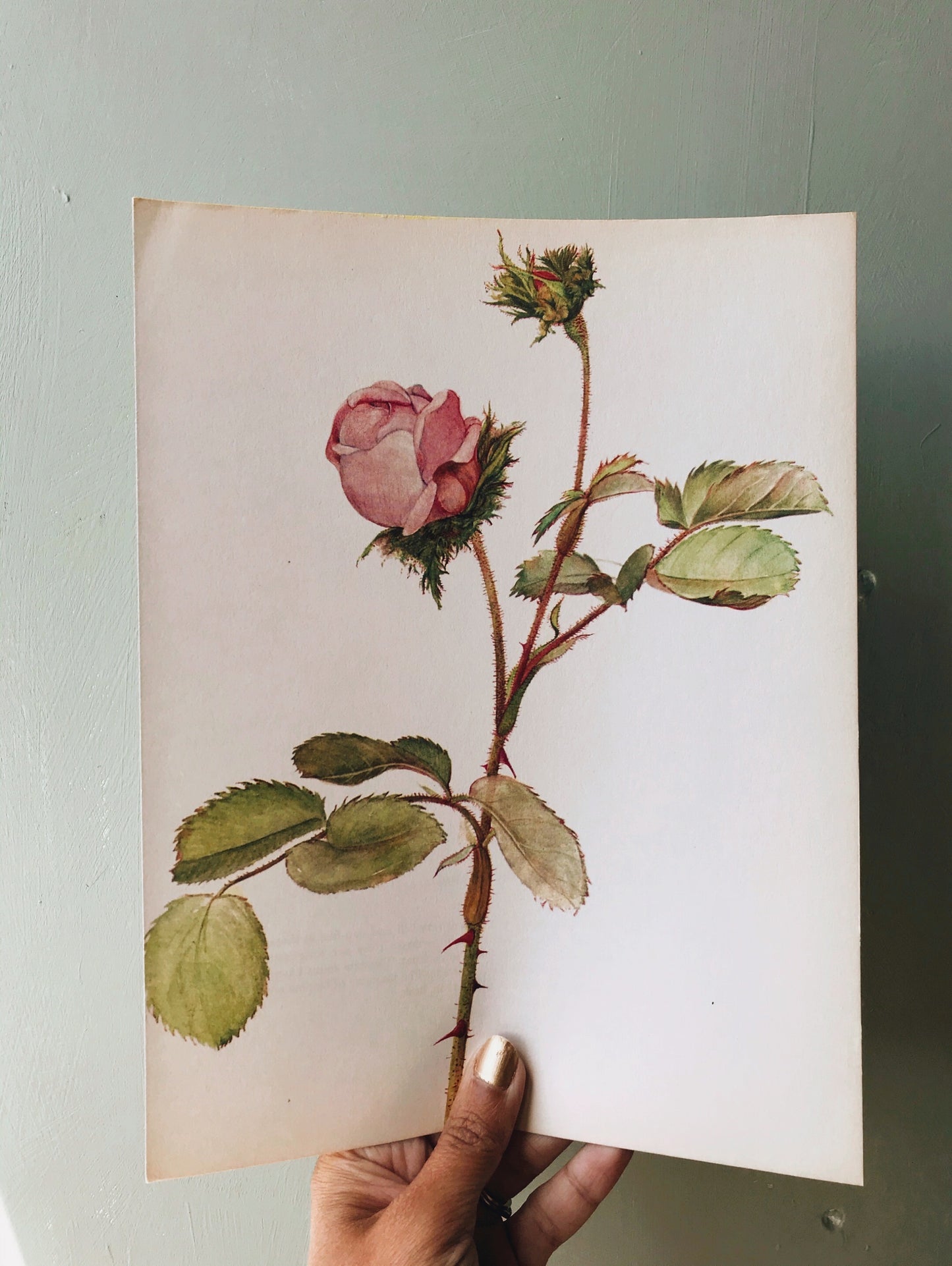 Vintage 1960’s Rose Botanical Print 3
