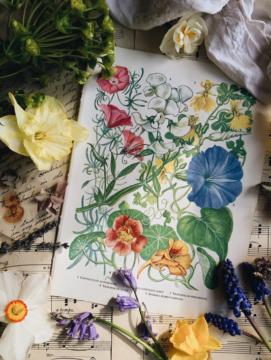 Vintage 1960’s Floral Bookplate ~ sweet pea