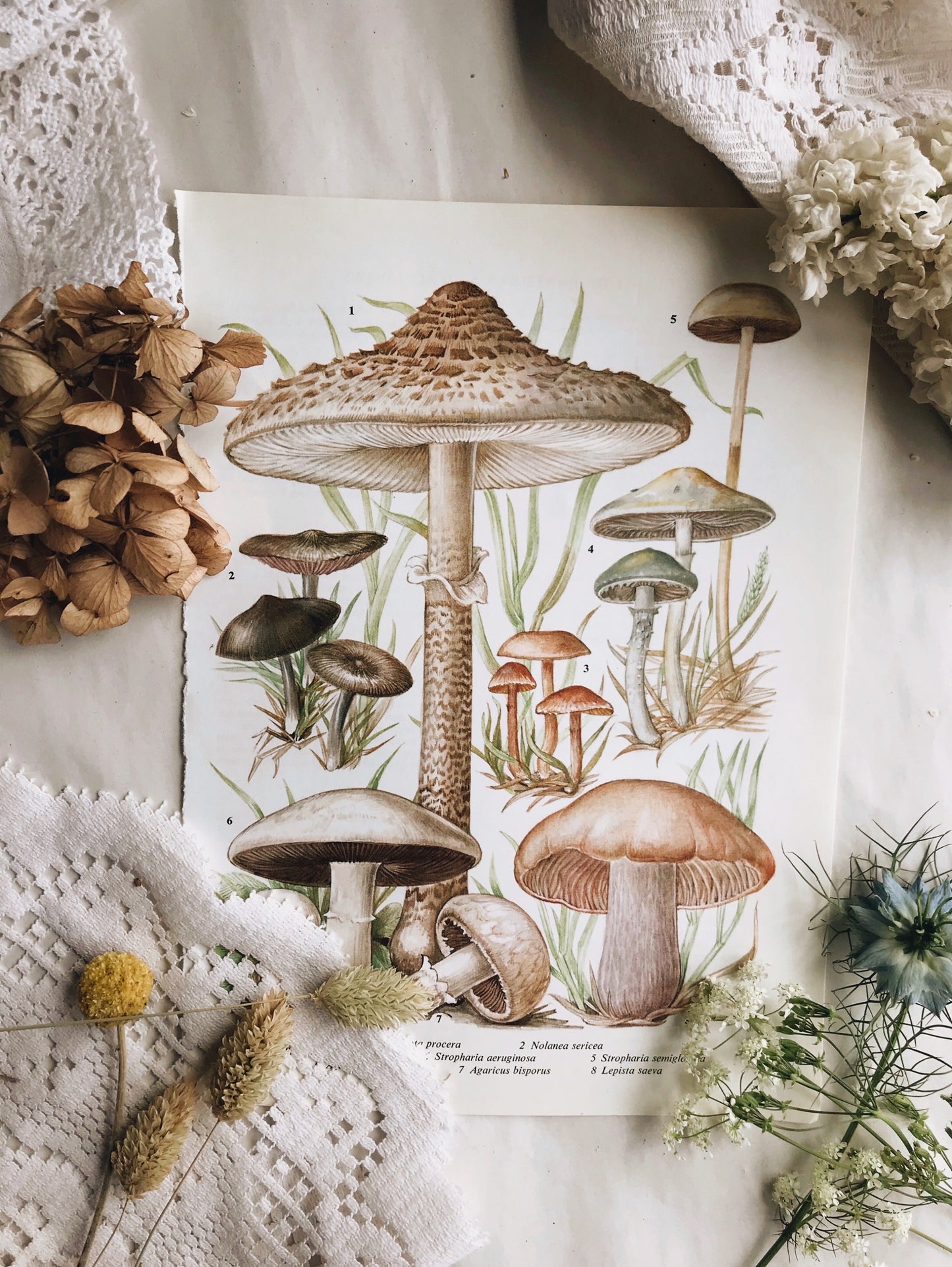 Vintage Mushroom Bookplate