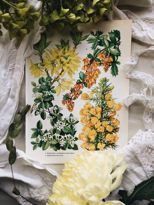 Vintage 1960s Oxford Garden Floral Bookplates - Stone & Sage 