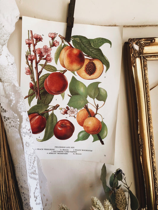Vintage 1960’s Apple & Peach Blossom Bookplate