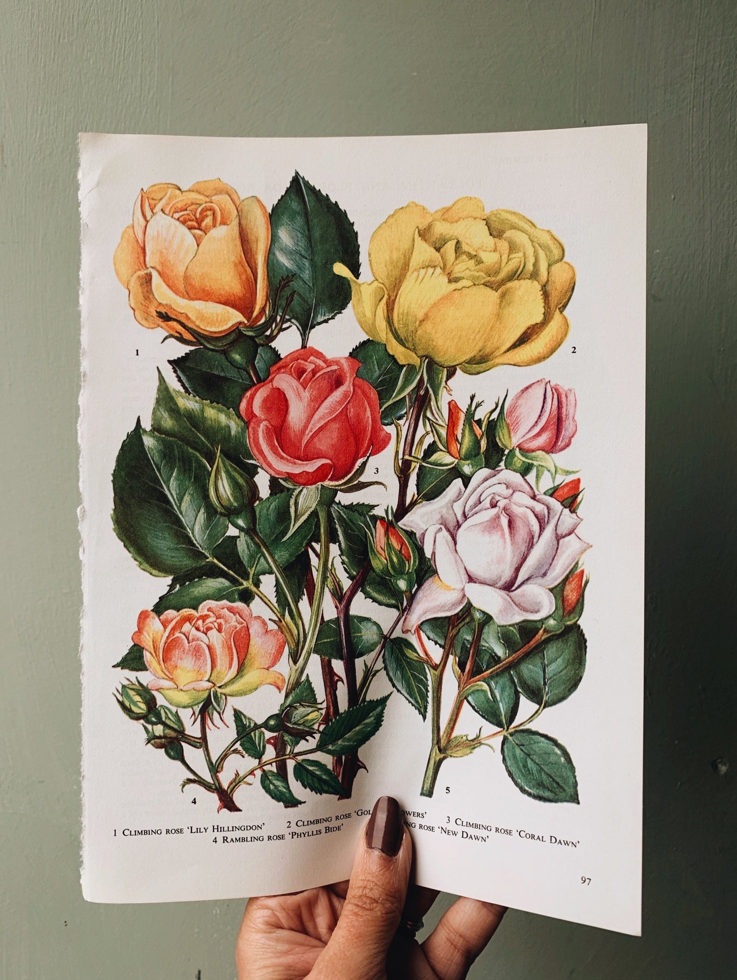Vintage 1960’s Bookplate ~ Rose 4