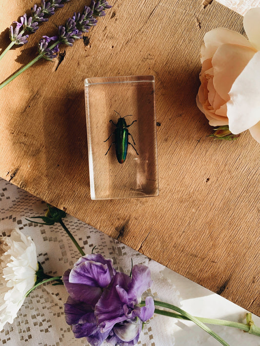 Vintage Taxidermy Insect / Bug / Beetle in Resin