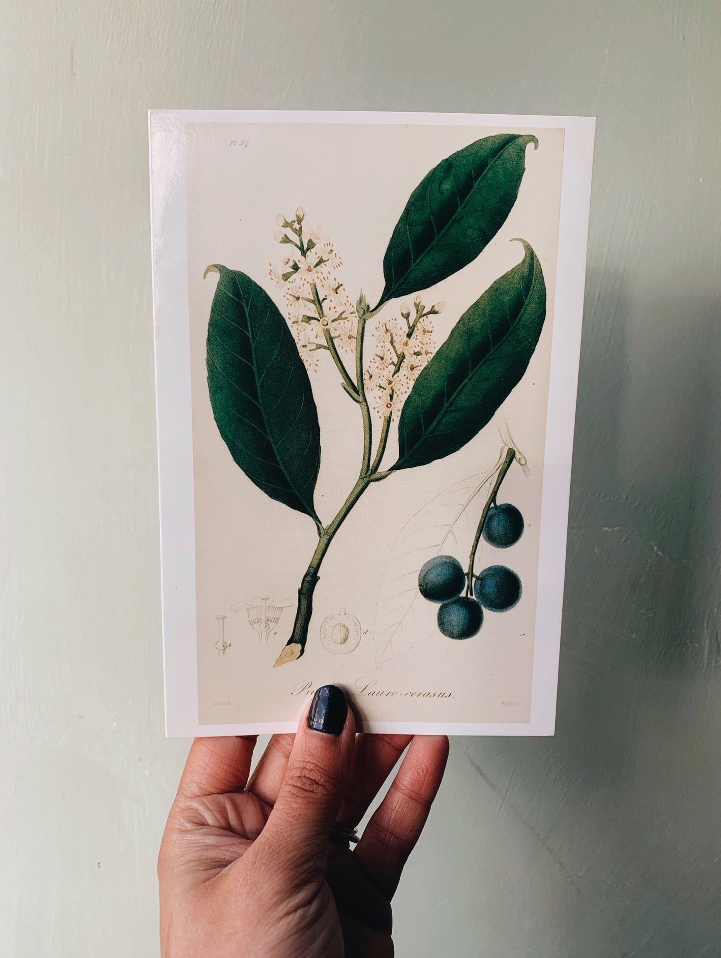 1990’s Printed Botanical Gift Cards ~ two available