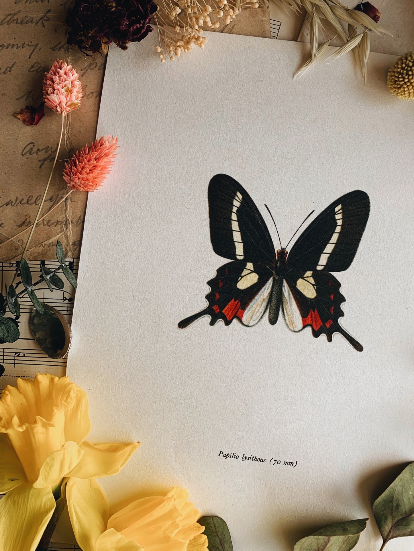 Vintage 1965 Lithograph Butterfly Print