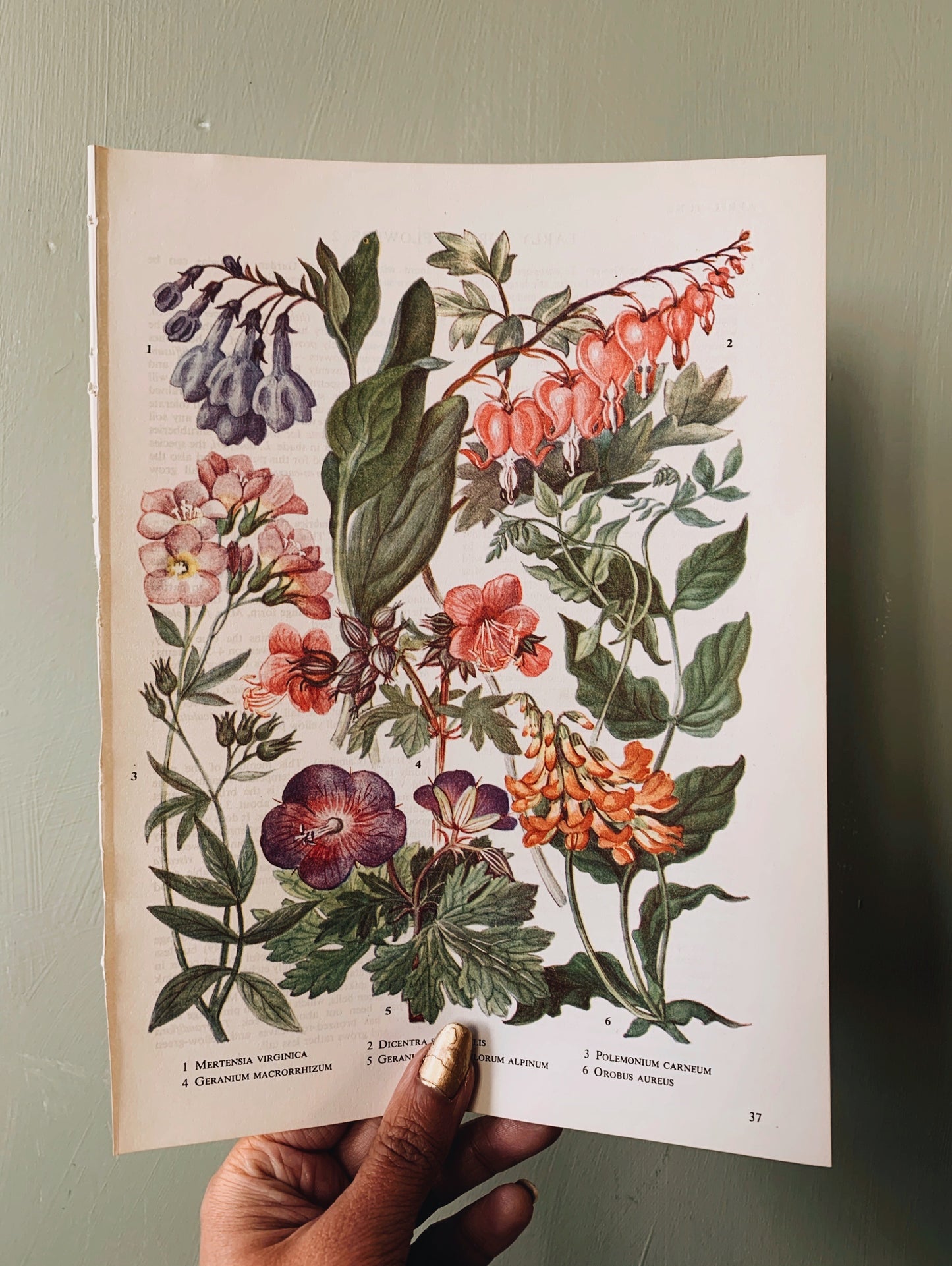 Vintage 1960’s Floral Bookplate ~ dicentra spectabilis