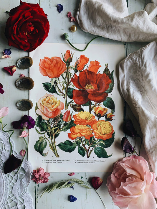 Vintage 1960’s Rose Bookplate