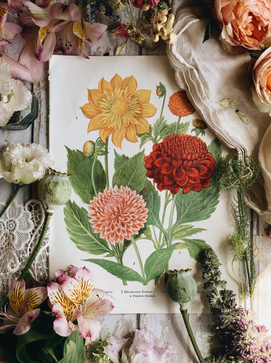 Vintage 1960’s Garden Flower Bookplate ~ Dahlia