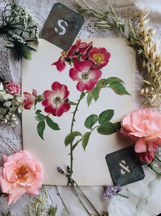 Vintage Rose Illustration Bookplate 2
