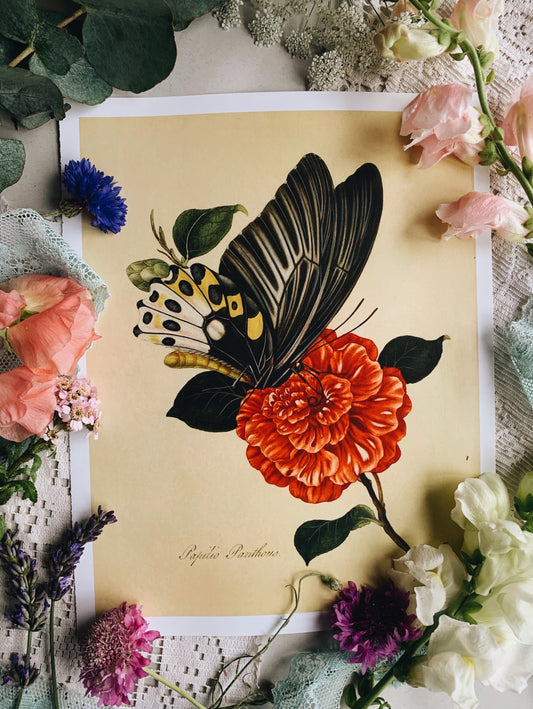 Vintage Style Butterfly Print
