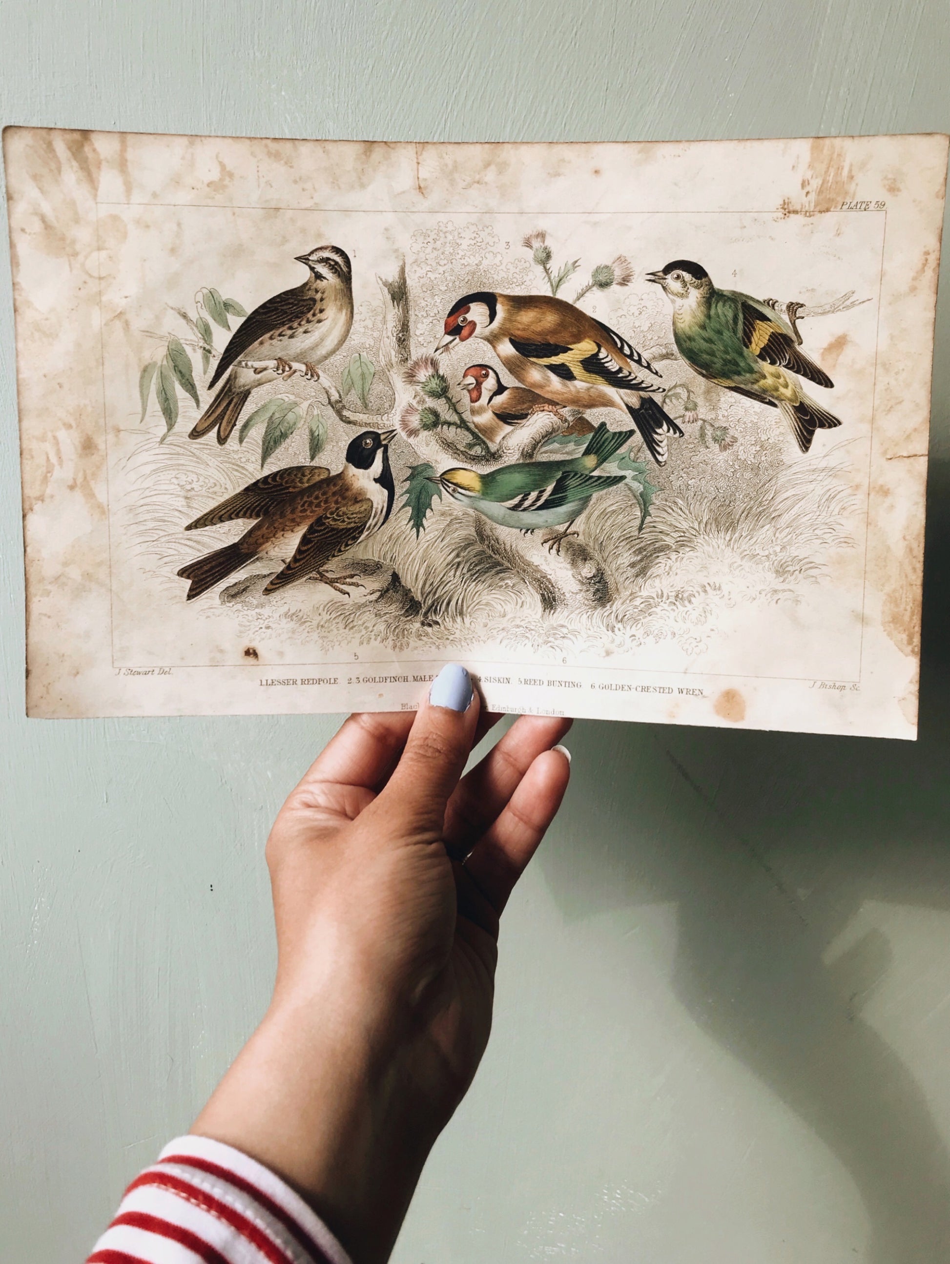 Vintage 1800s Birds Bookplate - Stone & Sage 