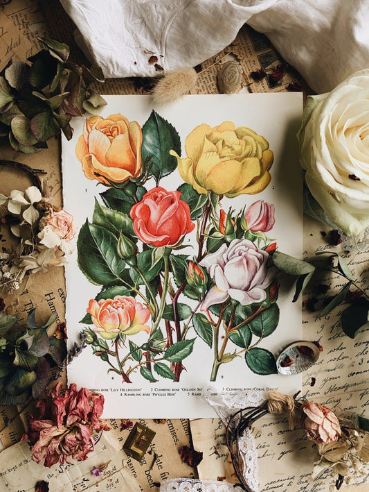 Vintage 1960’s Bookplate ~ Rose 4