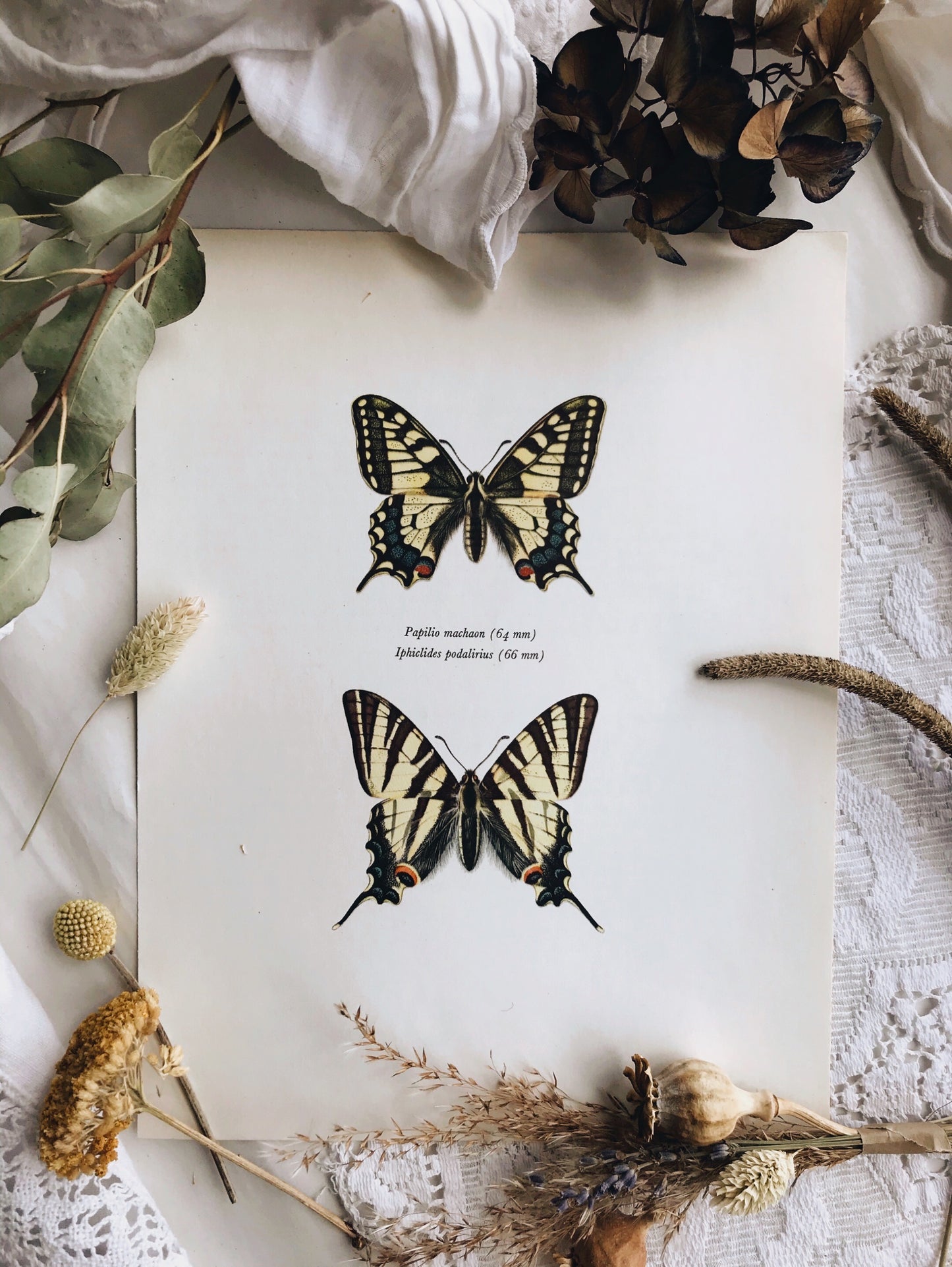 Antique Butterfly Illustration Bookplate