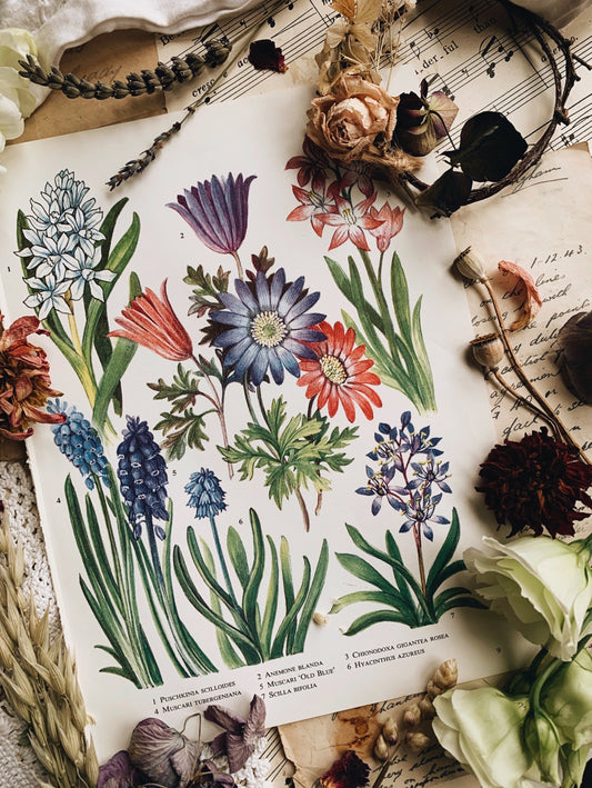 Vintage 1960’s Floral Bookplate ~ Old Blue