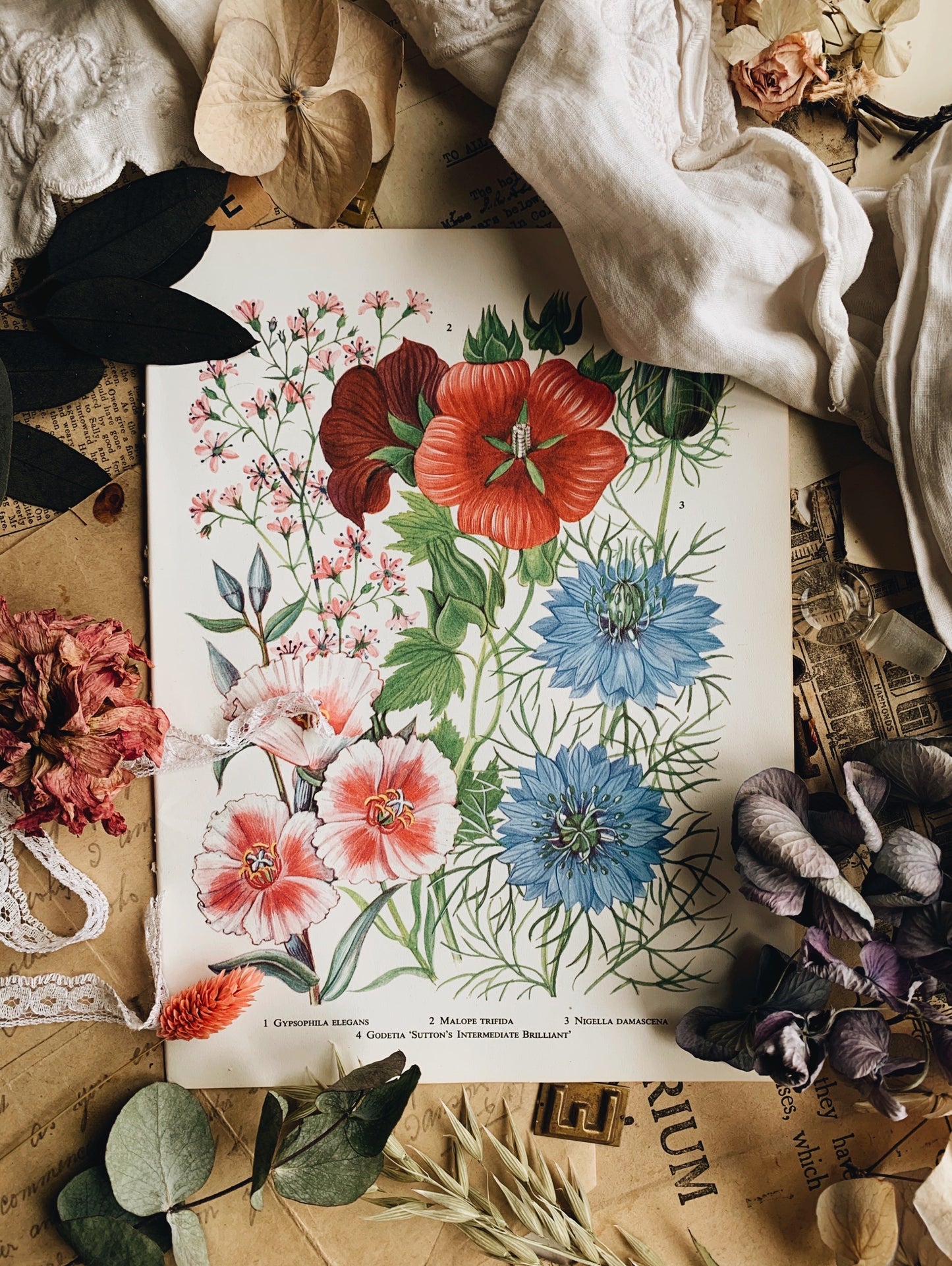 Vintage 1960’s Floral Bookplate ~ nigella damascena
