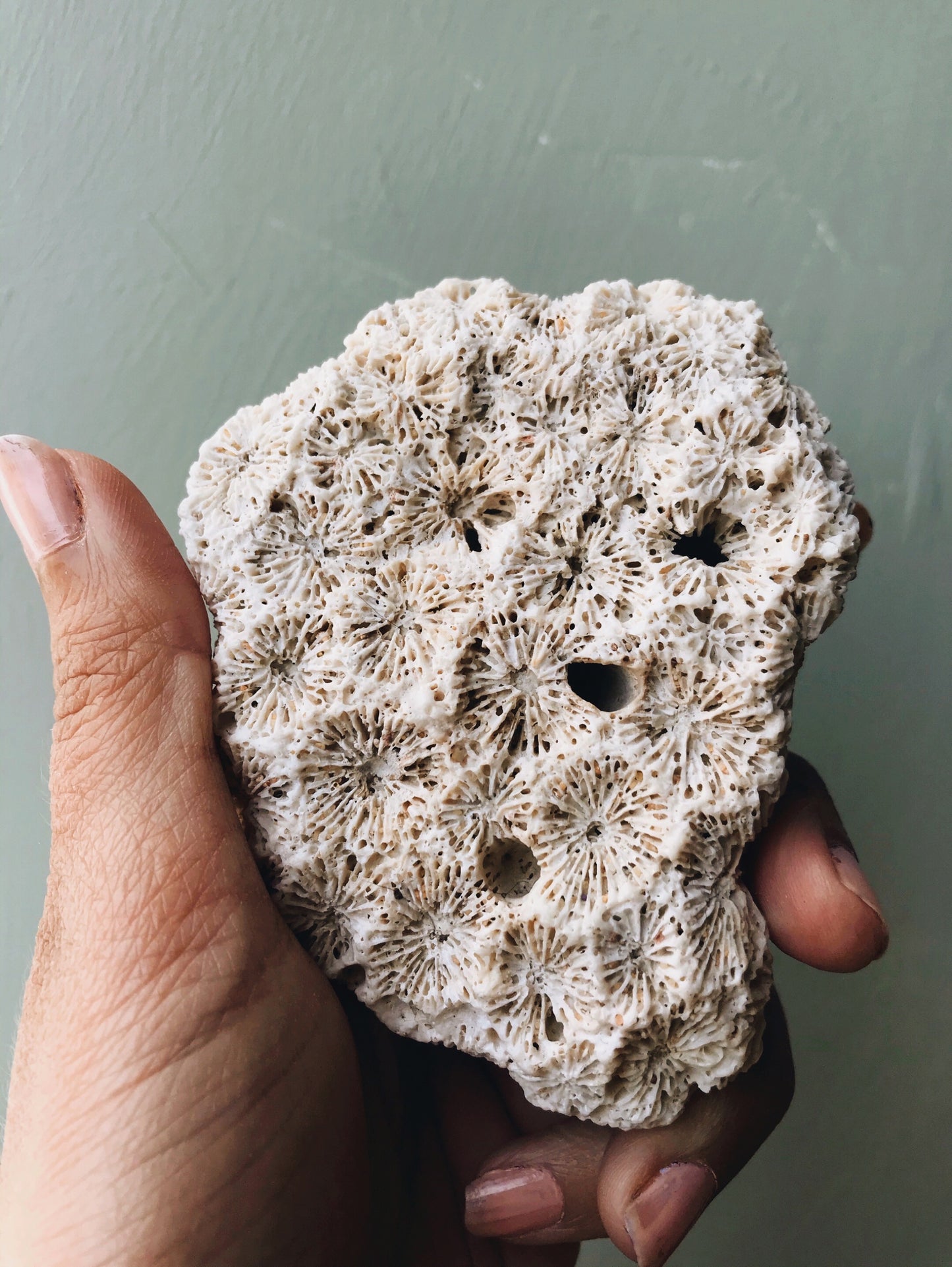 Vintage Star Coral - Stone & Sage 