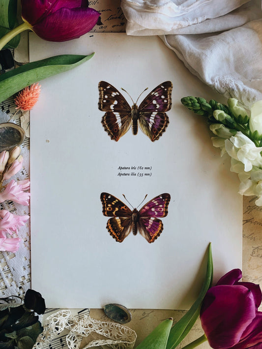 Vintage 1965 Lithograph Butterfly Print