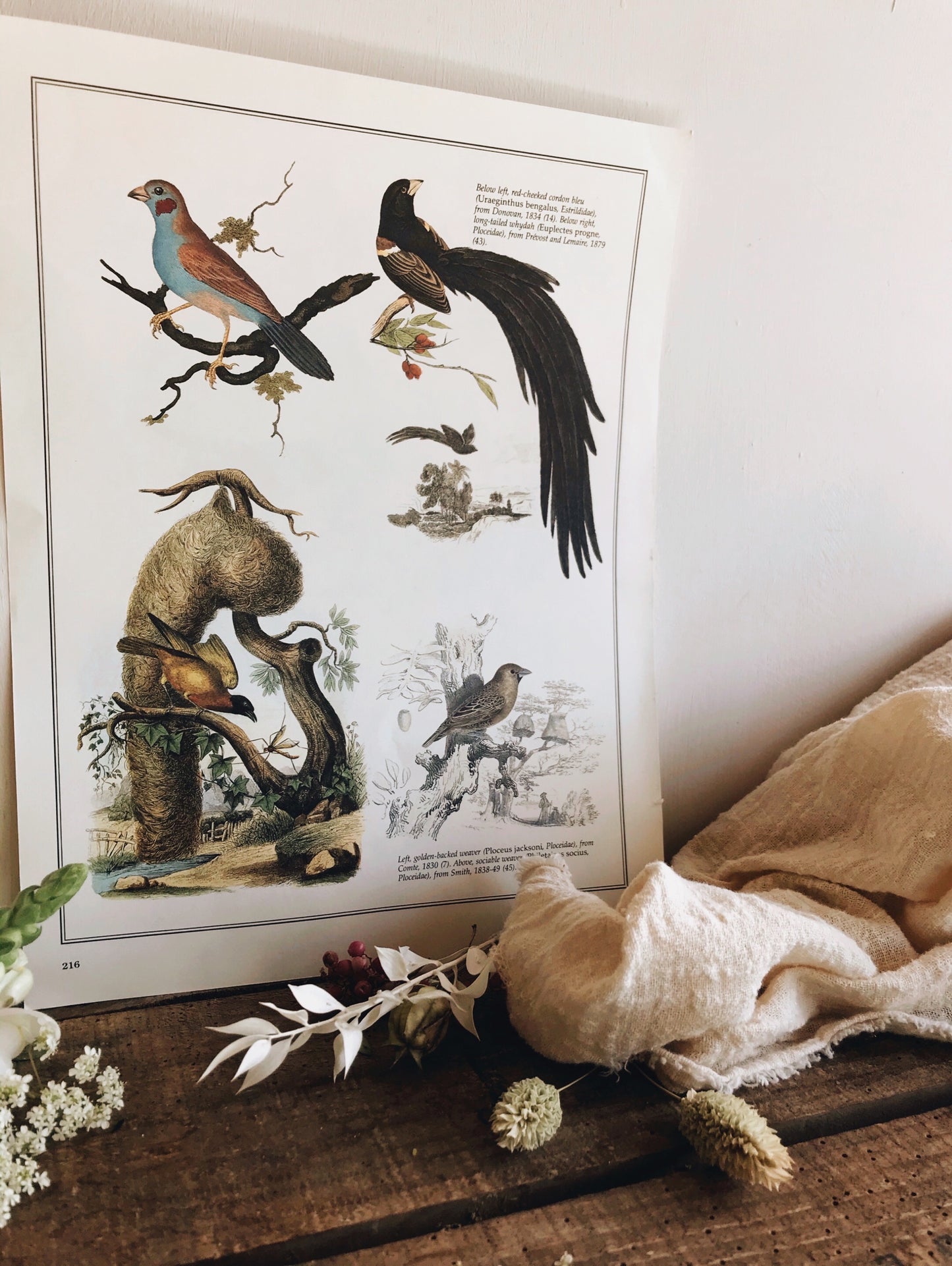 Large Antique Birds Bookplate