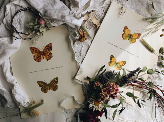 Two Antique Butterfly Illustration Plates 1