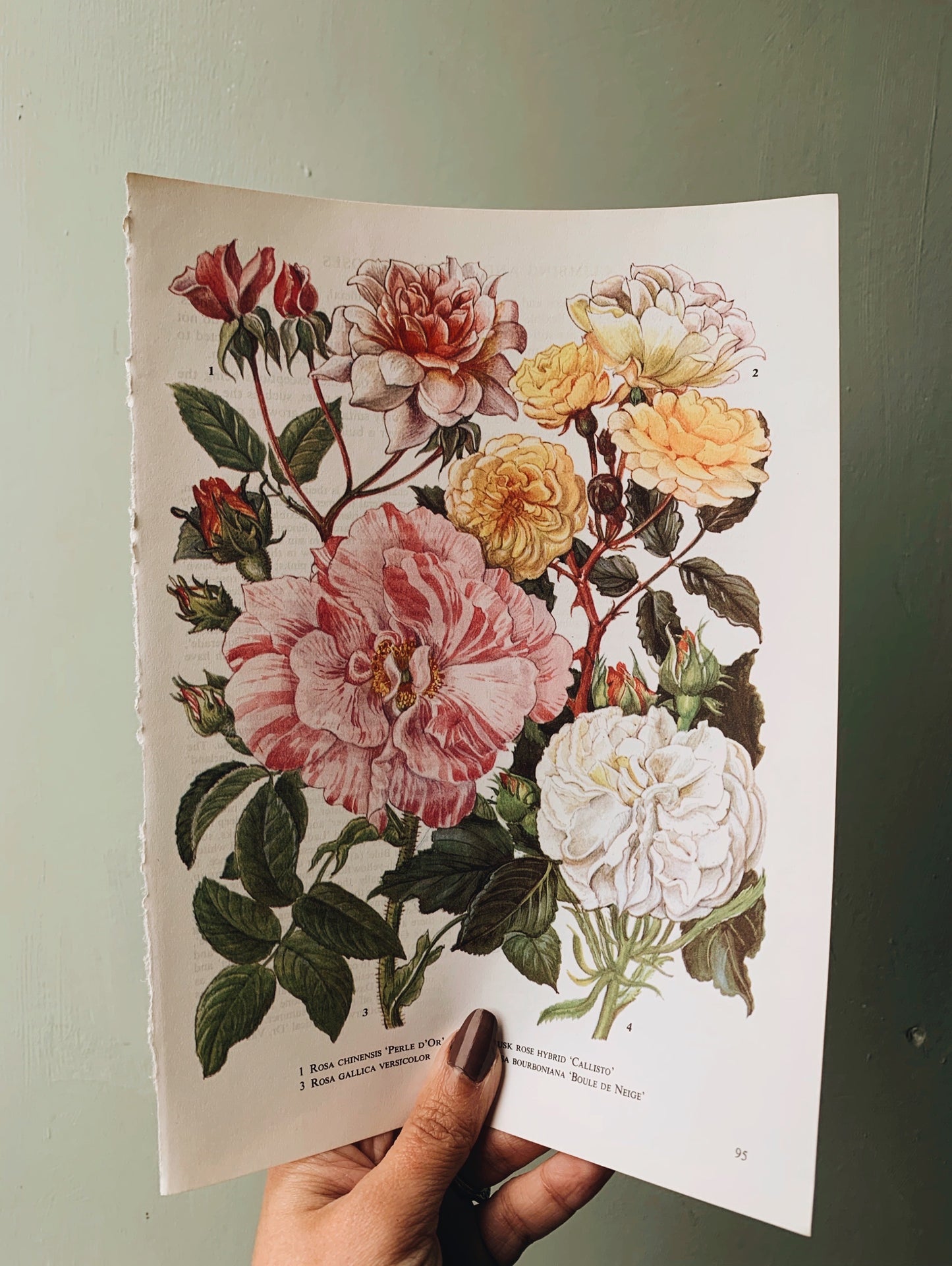 Vintage 1960’s Bookplate ~ Rose 3