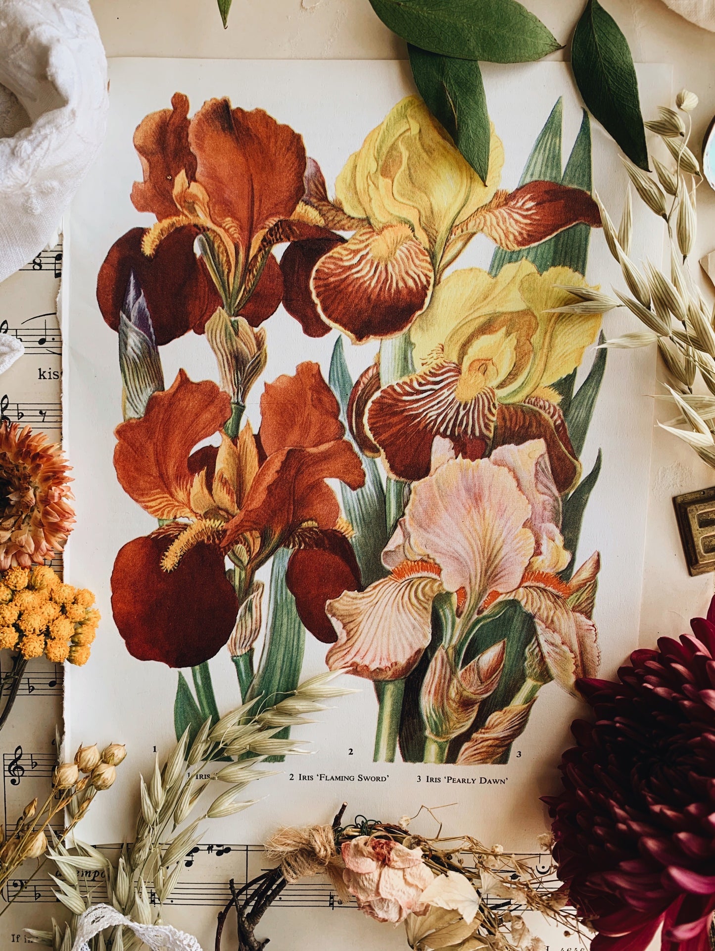 Vintage 1960’s Floral Garden Bookplate ~ Iris