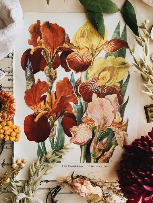 Vintage 1960’s Floral Garden Bookplate ~ Iris