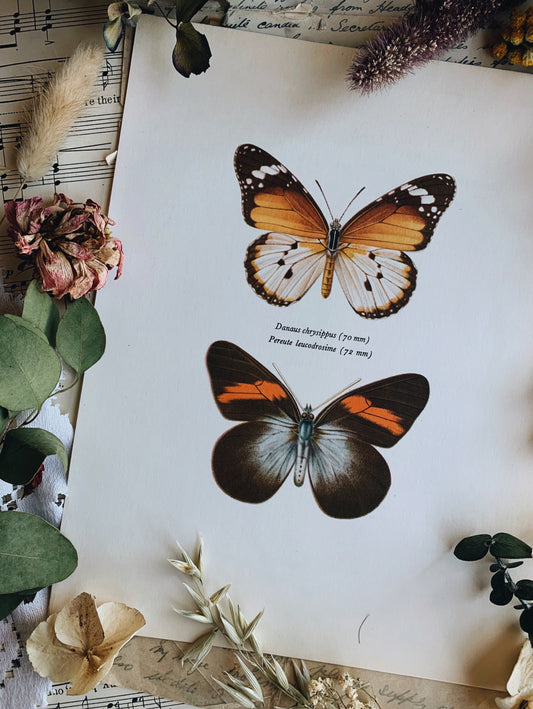 Vintage 1965 Lithograph Butterfly Print