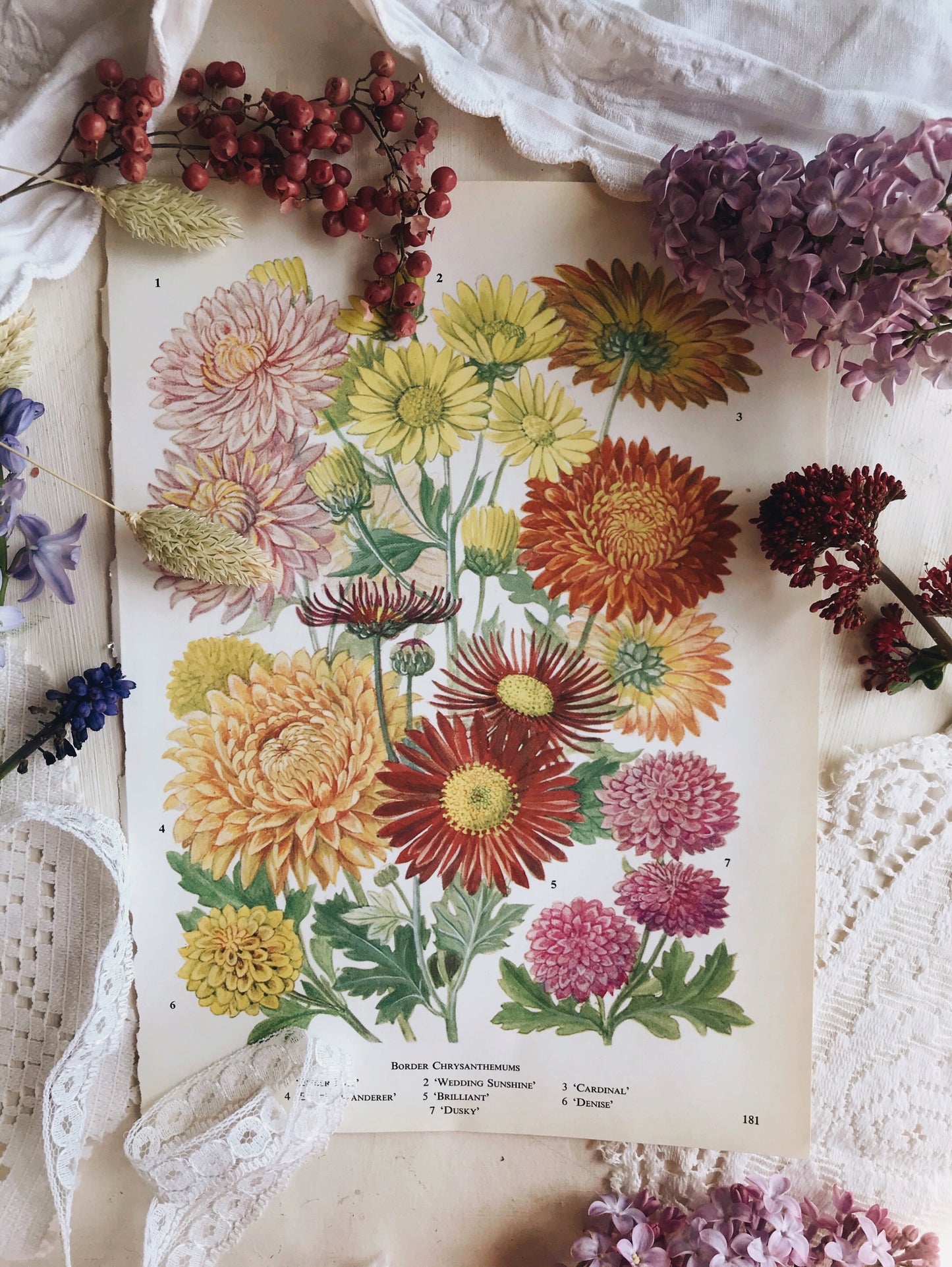 Vintage 1960’s Oxford Garden Chrysanthemums Bookplate